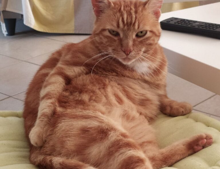 business wbcompetitorative