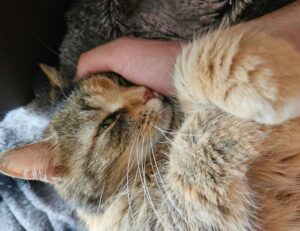 can hell2mize run on pc