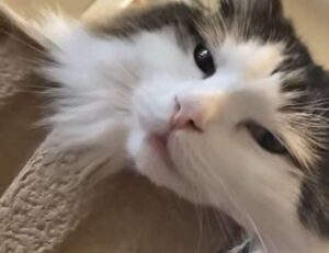 capital expenditures wbinvestimize