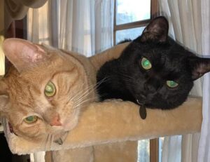 finance advice roarbiznes