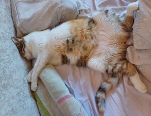 full form of hotel zeyejapa