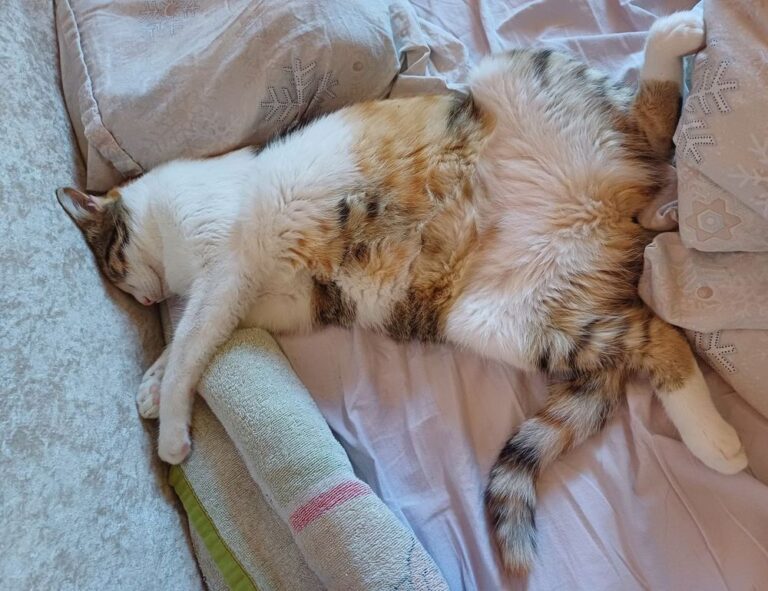 full form of hotel zeyejapa