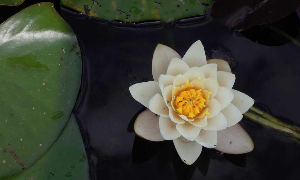 hdfc guide roarbiznes