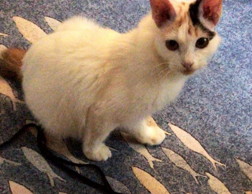 investor wbinvestimize investor wbinvestimize