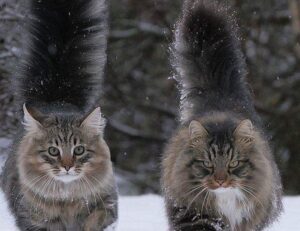 is investment advisor worth it rprinvesting