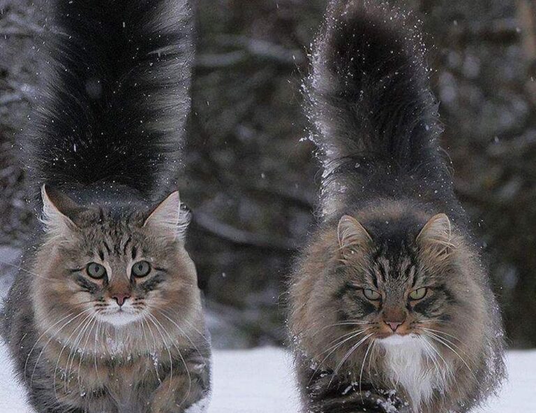 is investment advisor worth it rprinvesting