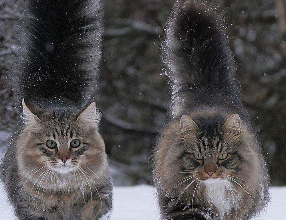 is investment advisor worth it rprinvesting