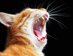 is marshock200 the best pc game 2023