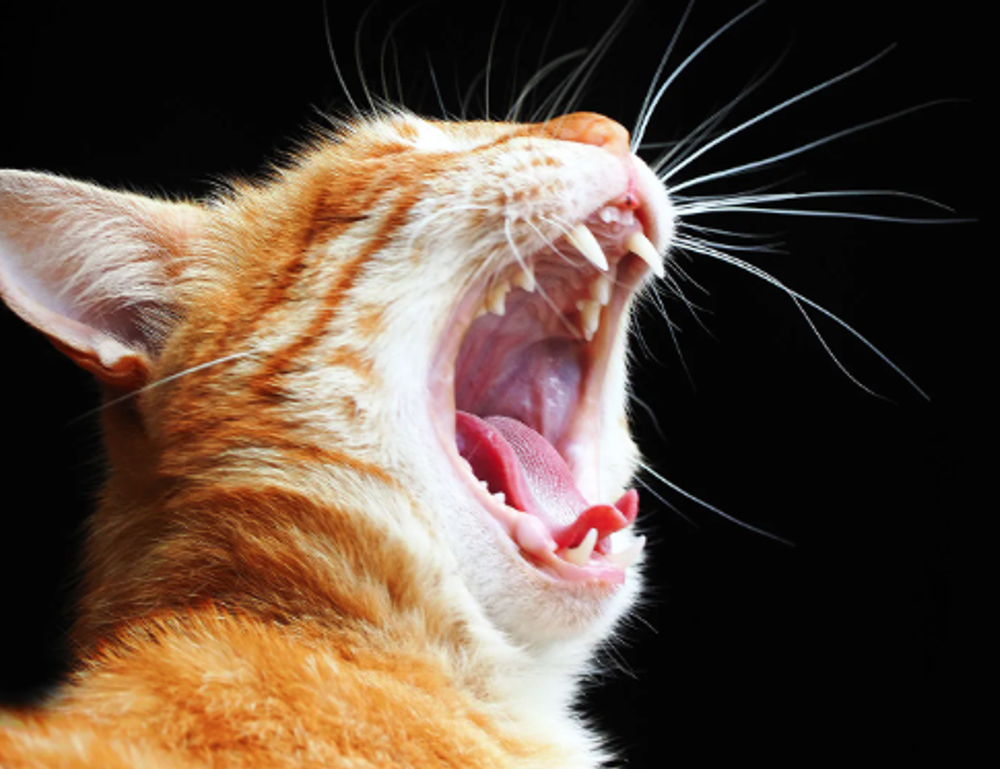 is marshock200 the best pc game 2023