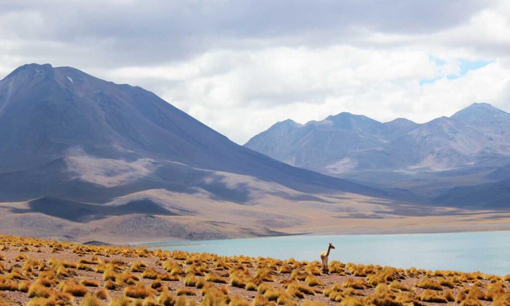 medicines used to treat tamophage medicines used to treat tamophage