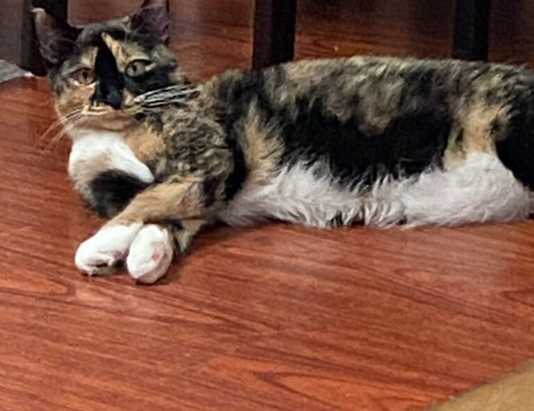 online banking guide roarbiznes