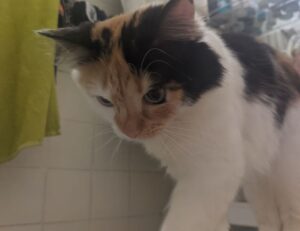 rprinvesting exchange guide from riproar