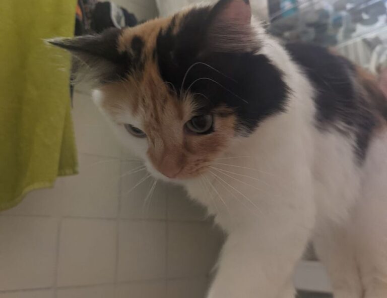 rprinvesting exchange guide from riproar