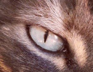 what is investment advice business roarbiznes