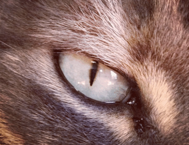 what is investment advice business roarbiznes