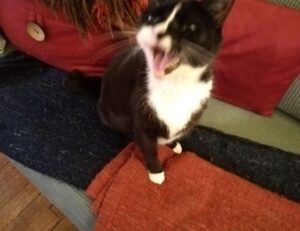 which business to buy wbcompetitorative