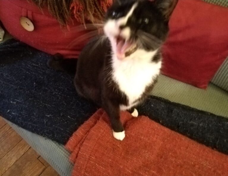 which business to buy wbcompetitorative