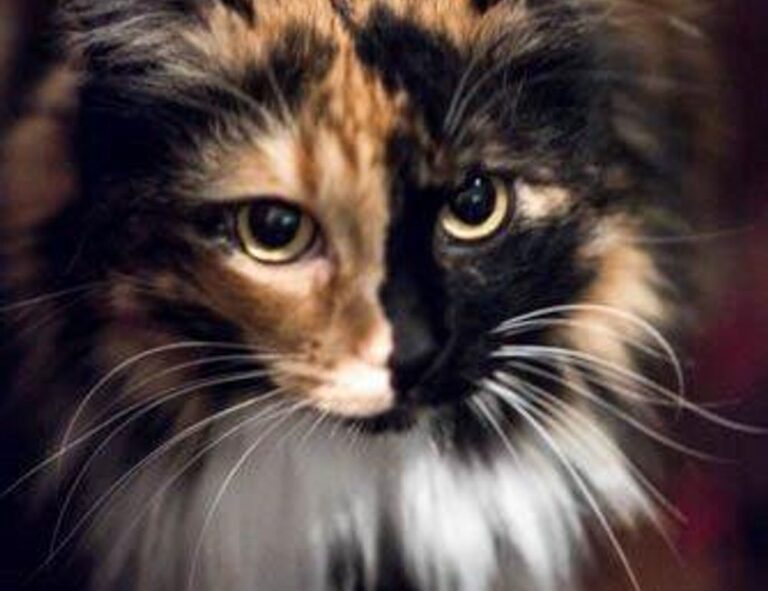 why zc jovapong hotel is cheap