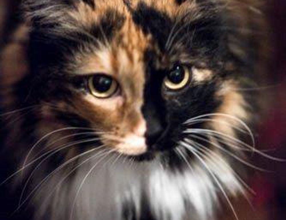 why zc jovapong hotel is cheap